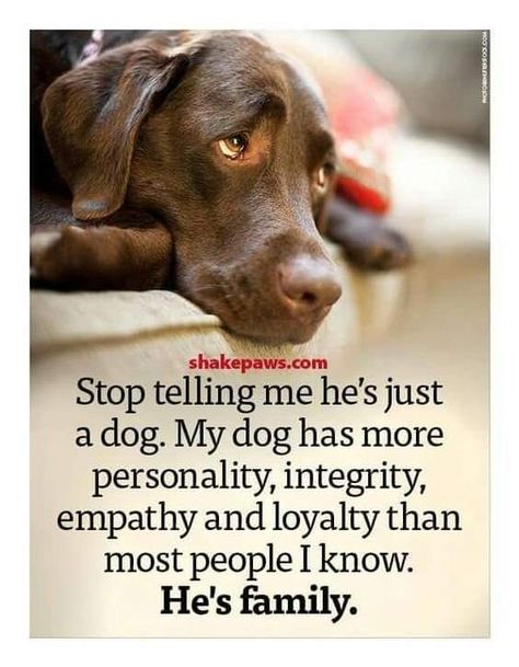 Happy Dog on Twitter: "Stop telling me he's just a dog , My dog has more personality , integrity , empathy and loyalty than most people I know ! 🙏😍 He's family ♥️🤍 https://t.co/kzncXZKBup" / Twitter Dog Rules, Animal Quotes, Dog Quotes, Siberian Husky, Dog Care, Yorkshire Terrier, 귀여운 동물, Dog Life, I Love Dogs