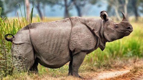 Animal Corner Javan Rhinoceros - Facts, Diet & Habitat Information Rhino Photography, Badak Jawa, Javan Rhino, Javan Rhinoceros, Indian Rhinoceros, Animal Writing, Endangered Wildlife, Sumatran Tiger, Africa Wildlife