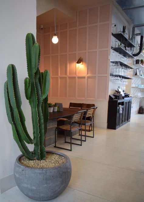 Cactus Interior Decor, Cactus Indoor Plant, Cactus Interior Design, Japandi Plants, Cactus Plants Indoor, Cactus In Pot, Indoor Cactus Plants, Cactus Indoor, London Decor