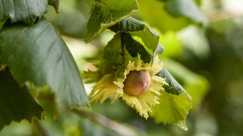 This guide covers how to grow and care for American hazelnuts, including planting, pest control, and harvesting tips. American Hazelnut, Hazelnut Tree, Fast Growing Trees, Organic Fertilizer, Delicious Fruit, Potting Soil, Fast Growing, Mulch, Beautiful Tree