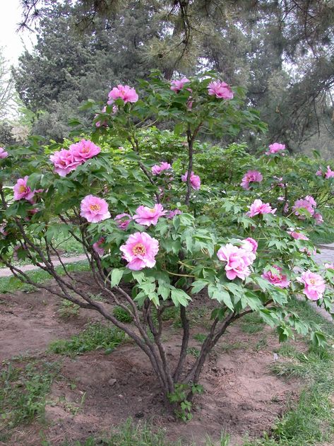 Tall Perennial Flowers, Peony Care, Planting Peonies, Growing Peonies, Tree Peony, Garden On A Hill, English Cottage Garden, Peonies Garden, Summer 3