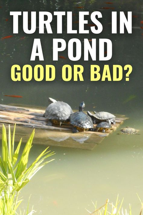 Are turtles in a pond good or bad for the ecosystem? Learn the pros and cons of having turtles in your pond. Plus, whether you should add them to your pond or not. Diy Natural Pond, How To Build A Pond, Swimmable Pond, Fish Ponds Ideas, Turtle Ponds Backyard Diy, Pond Ideas Large, Large Pond Landscaping, Outdoor Turtle Pond, Indoor Pond Ideas