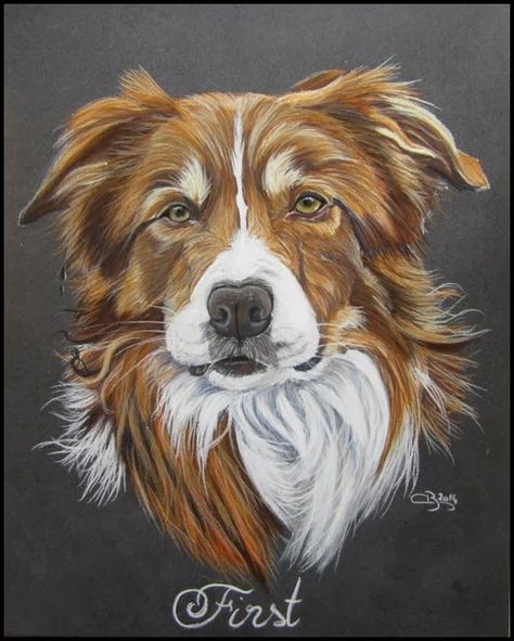 Dog Portrait Drawing, Border Collie Art, Dog Portraits Painting, Prismacolor Art, 강아지 그림, Art Pastel, Arte Sketchbook, White Dog, Color Pencil Art