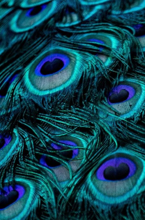 Peacock Aesthetic, Peacock Background, Peacock Feather Art, Peacock Pictures, Feather Wallpaper, Peacock Art, Peacock Color, Feather Art, Apple Watch Faces