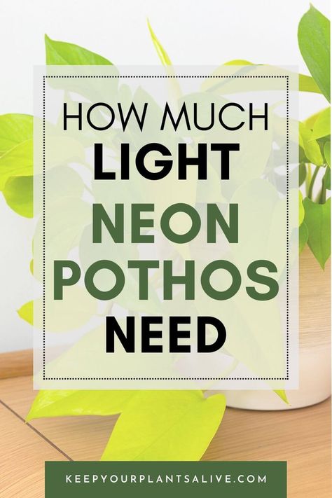 How much light do Neon Pothos need for optimal growth? Learn the essential facts about Neon Pothos light requirements. Neon Pothos Care, Golden Pothos Care, Pothos Plants, Indoor Plants Styling, Neon Pothos, Lucky Plant, Golden Pothos, Pothos Plant, Money Plant