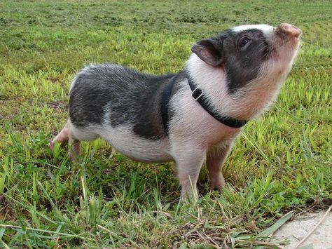 Potbelly pigs = pet?! Mini Potbelly Pigs, Pig Images, Miniature Pigs, Micro Pigs, Teacup Pigs, Pot Belly Pigs, Pig Pictures, Pig Wallpaper, Small Pigs