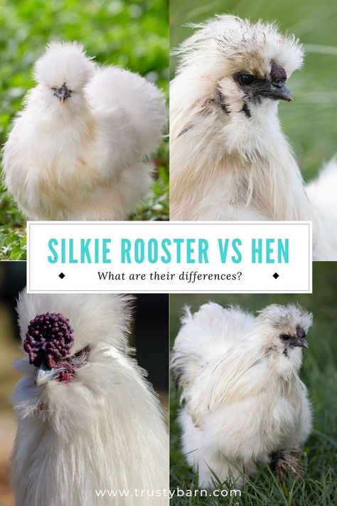 Silkie Rooster vs Hen: Deciphering the Differences Rooster Vs Hen, Silkie Chickens Coop, Silkie Rooster, Rooster Names, Silkie Hen, Silkie Chickens, Backyard Chicken Farming, Chicken Breeds, Chicken Farm