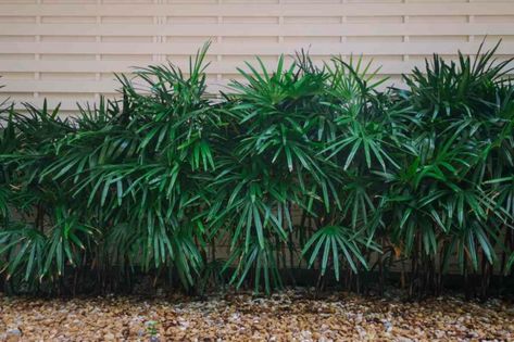 Needle Palm Landscaping, Small Palms For Landscaping, Needle Palm Tree, Rocks Garden Ideas, Gardens With Rocks, Needle Palm, Rhapis Excelsa, Lady Palm, Rocks Garden