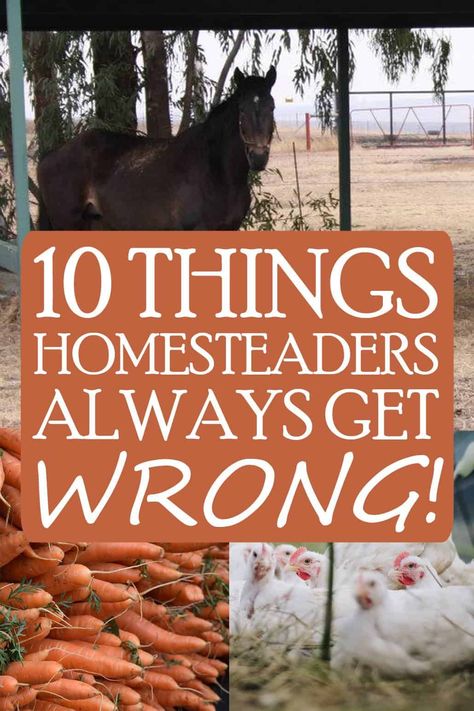 Homestead Land Layout, Homestead Building Projects, Farming Tips And Tricks, Homesteading For Beginners Step By Step, Homesteading For Beginners Diy, 3 Acre Homestead Layout, Homestead Layout 5 Acres, Florida Homesteading, 10 Acre Homestead Layout