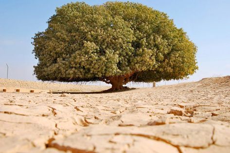 Sahabi tree in Jordan Ginkgo Tree, Lone Tree, Old Trees, Ancient Tree, Unique Trees, Tree Hugger, Nature Tree, Tree Forest, Prophet Muhammad