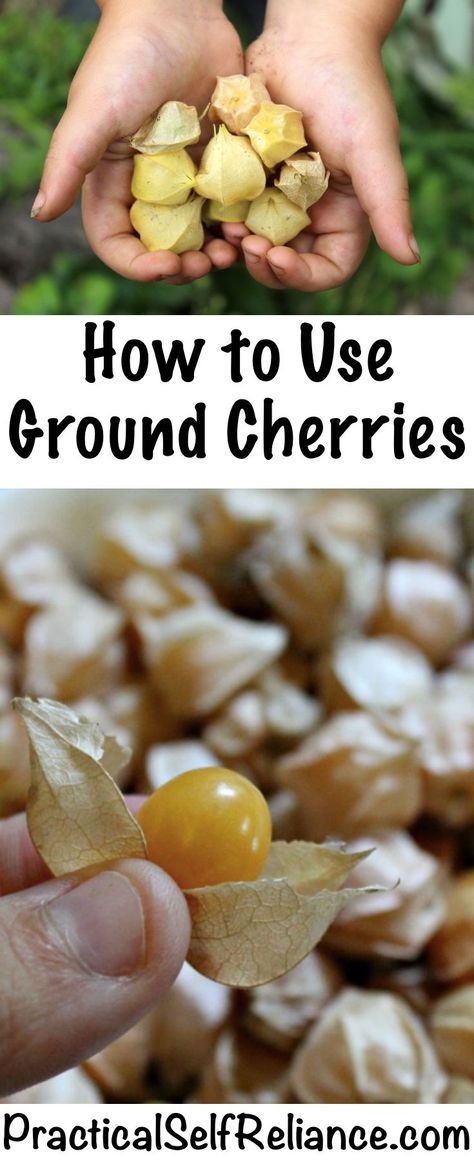 How to Use Ground Cherries ~ Ground Cherry Recipes Cherry Recipes Canning, Ground Cherry Recipes, Ground Cherries, Ground Cherry, Cape Gooseberry, Permaculture Gardening, Cherry Recipes, Ideas Food, Self Reliance