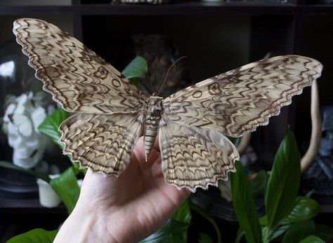 Atlas Moth Tattoo, White Witch Moth, Venezuelan Poodle Moth, Witch Moth, Poodle Moth, Cecropia Moth, Moth Fly, Large Moth, The White Witch