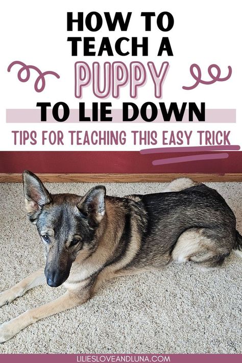 A German Shepherd in a lie down position with a text overlay that reads how to teach a puppy to lie down: tips for teaching this easy trick. Golden Retriever Service Dog, Dog Commands, Easiest Dogs To Train, House Training Dogs, Dog Training Advice, Pet Blog, Dog Hacks, Training Your Puppy, Puppy Care