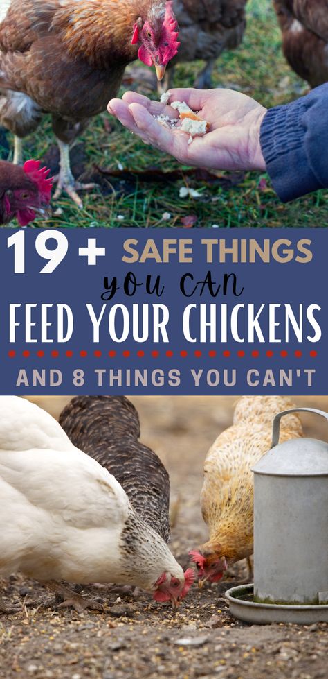 Best Chickens For Eggs, Raising Chickens For Eggs, Snacks For Chickens, What To Feed Chickens, Chickens For Eggs, Hens Ideas, Chicken Tips, Food For Chickens, Raising Turkeys