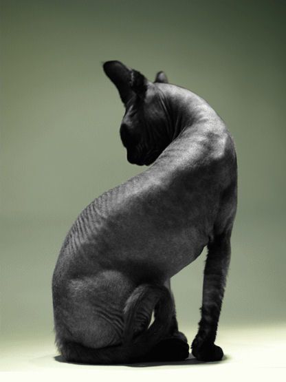 the elagant sphynx Gato Sphynx, Sphinx Cat, Cat Obsession, Dream's Cat, Cat Reference, Hairless Cat, No Evil, A Black Cat, Desenho Tattoo