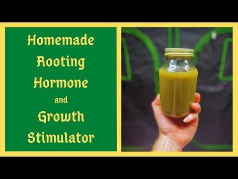 (4376) I Saved Thousands Of Dollars Using THIS Homemade Rooting Hormone and Plant Growth Stimulator - YouTube Homemade Rooting Hormone, Rooting Hormone Diy, Plants Video, Rooting Hormone, Root Growth, Growth Hormone, Plant Growth, Save Yourself, Planting