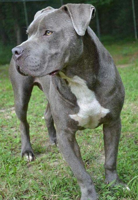 Funny Pitbulls, Puppies Pitbull, Bull Terrier Puppy, Blue Nose Pitbull, Pitt Bull, American Pit Bull Terrier, Dog Lady, American Staffordshire Terrier, Pitbull Puppies