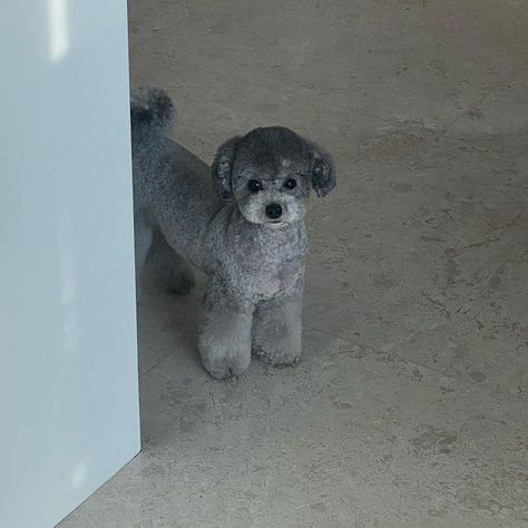 Gray Poodle, Grey Poodle, Silver Poodle, Toy Poodles, Really Cute Dogs, Funny Cats And Dogs, Dog Blog, Toy Poodle, Beautiful Dogs