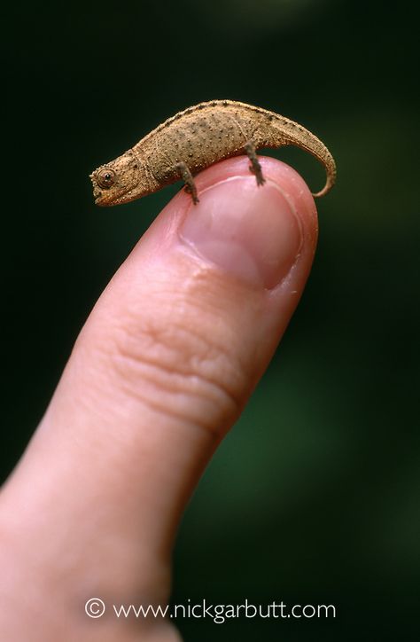 Pygmy Chameleon, Reptile Room, Reptiles And Amphibians, Virgin Islands, North East, Amphibians, Madagascar, Reptiles, Mother Nature