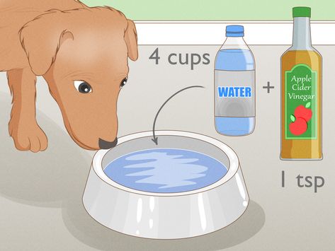 A comprehensive guide to getting rid of fleas If your pet is scratching excessively, losing patches of hair or developing scabs and hot spots, then your pet could have a significant problem with fleas. And if fleas are on your pet, then... Apple Cider Vinegar For Fleas Dogs, How To Get Fleas Off Dogs, How To Treat Fleas On Cats, Acv Flea Spray For Dogs, Best Way To Get Rid Of Fleas On Dogs, Remove Fleas From Dogs, Homemade Flea Trap, Home Flea Remedy For Dogs, Borax For Fleas