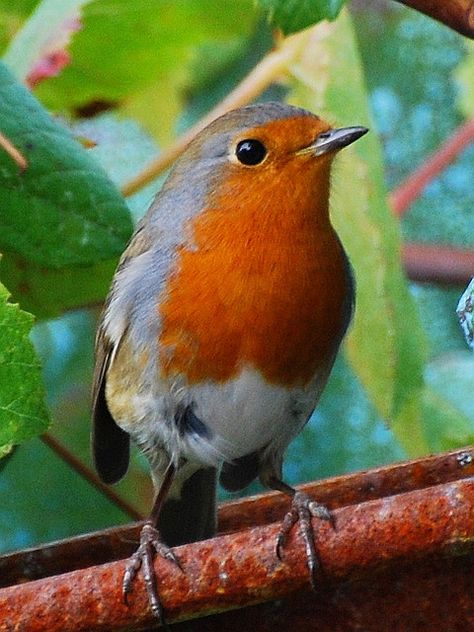 European Robin All Weather Patio, Robin Birds, Red Robins, Rockin Robin, European Robin, Window Bird Feeder, Robin Redbreast, American Robin, British Birds