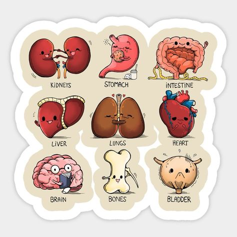 Which organ in the human body has the capacity to regenerate itself ❓🧑🏻‍⚕️📚🧠 Share your thoughts with us✨ Follow @medquizzone for more insights . . . . . . . . . . . . . . . #futuredoctor #instagram #instagood #InstaFamous #TrendingNow #test #ViralContent #tiktok #foryou #mcqs #ExplorePage #goingviral #500k #100k #newyork #canda #usa #uk #usmle #plab #nle #amc #haad #foryou Organs Stickers, Medical Stickers Aesthetic, Medicine Stickers, Biology Stickers, Anatomy Stickers, Medical Stickers, Biology Art, Cute Easy Doodles, Nursing Accessories