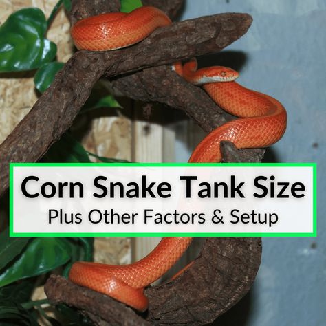 Getting the right corn snake tank size is vital to keeping your snake happy and healthy. Above all, you need to make sure the enclosure is large enough, at least... Corn Snake Terrarium, Corn Snake Enclosure Ideas, Corn Snake Enclosure, Corn Snakes, Snake Terrarium, Pet Snakes, Snake Hides, Snake Enclosure, Snake Tank