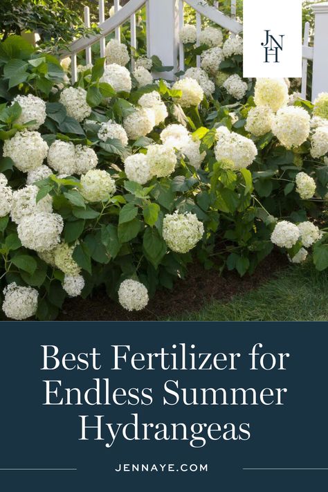 The Absolute Best Fertilizer for Endless Summer Hydrangeas Hydrangea Fertilizer, Bobo Hydrangea, Annabelle Hydrangea, Endless Summer Hydrangea, Hydrangea Bloom, Hydrangea Garden, Summer Plants, Pink Hydrangea, Propagating Plants