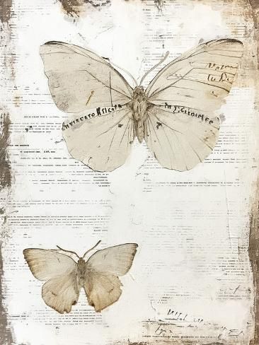 size: 12x9in Art Print: Vintage Butterfly 6 by RileyB : Butterfly Aesthetic Vintage, Butterflies Aesthetic Vintage, Victorian Prints, Butterfly Nursery Decor, Dark Academia Wallpaper, Collage Pieces, Wall Decor Prints, Collage Pictures, Pastel Poster