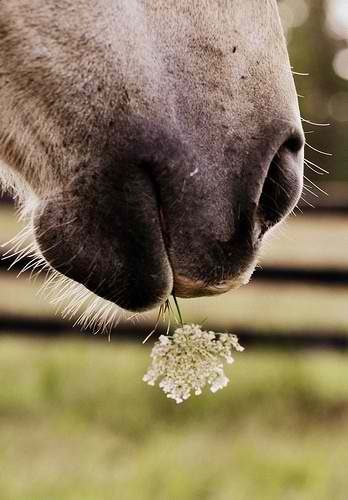 ♥ A Horse, A Flower, Close Up, Flowers