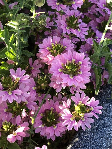 Scaevola \'Pink Diamond\' - Scaevola aemula - Fan Flower stock images Scaevola Flower, Scaevola Aemula, Hanging Basket Garden, Fan Flower, Flower Stock, Annual Flowers, Window Boxes, Pink Diamond, Hanging Baskets