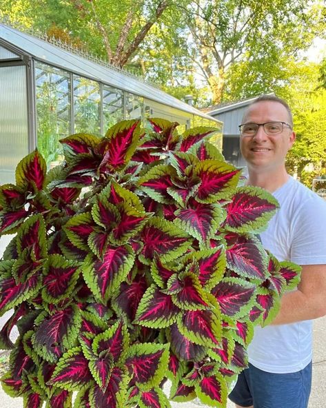 Sun Loving Coleus Plants, Coleus For Full Sun, Outdoor Plants Full Sun Pots, Coleus Hanging Basket, Planters With Coleus, Coleus Containers Color Combinations, Coleus Plants Varieties, Coleus Planter Ideas, Coleus Plants Planters