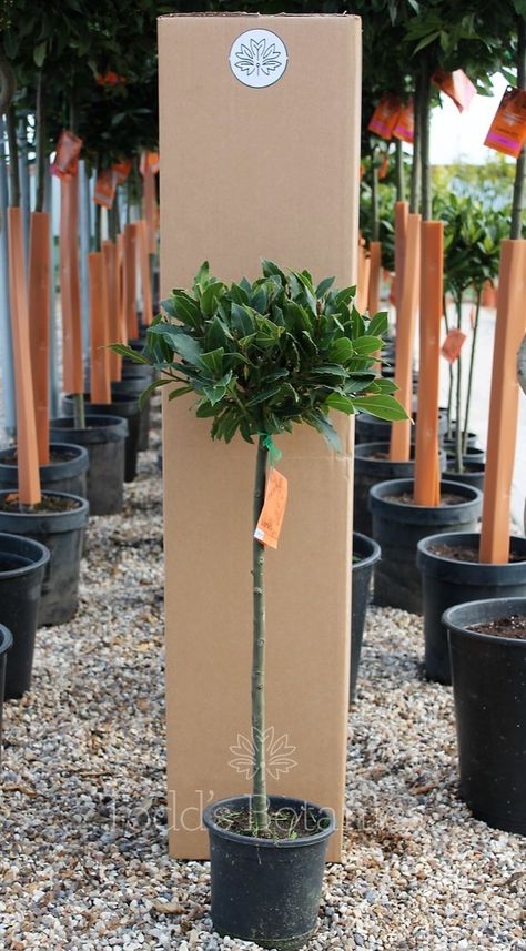 Bay Trees > 1/4 Standard Bay Tree laurus nobilis Bay Trees, Laurus Nobilis, Bay Tree, Hedge Trimmers, Black Leaves, Tree Care, Yellow Leaves, Organic Matter, One Tree