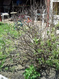 Weigela Bush Landscaping, Pruning Weigela Shrubs, Weigla Bush, Propagating Burrows Tail, Czechmark Trilogy Weigela, Weigela Bush, Willow Bush, Pruning Shrubs, Pruning Plants