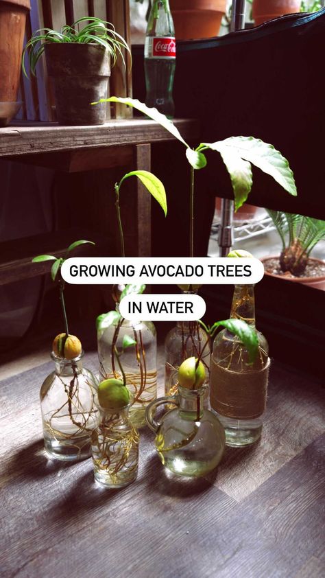 Avocado Plant In Water, Avocado Pit Plant, Avocado In Water, Avocados In Water, Plant Obsession, Jack Thompson, Kitchen Ideas Decor, Avocado Pit, Avocado Plant