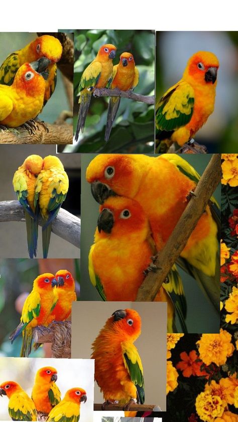 Sun Conure, Funny Parrots, I Wallpaper, Parrot, Birds, Sun, Animals