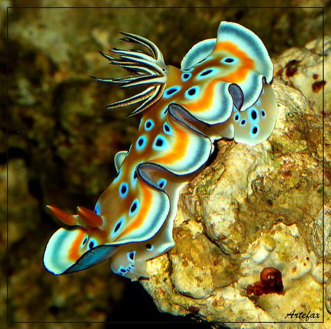 Cool Sea Creatures, The Deep Blue Sea, Deep Sea Creatures, Sea Snail, Beautiful Sea Creatures, Sea Slug, Underwater Creatures, Aquatic Animals, Deep Blue Sea