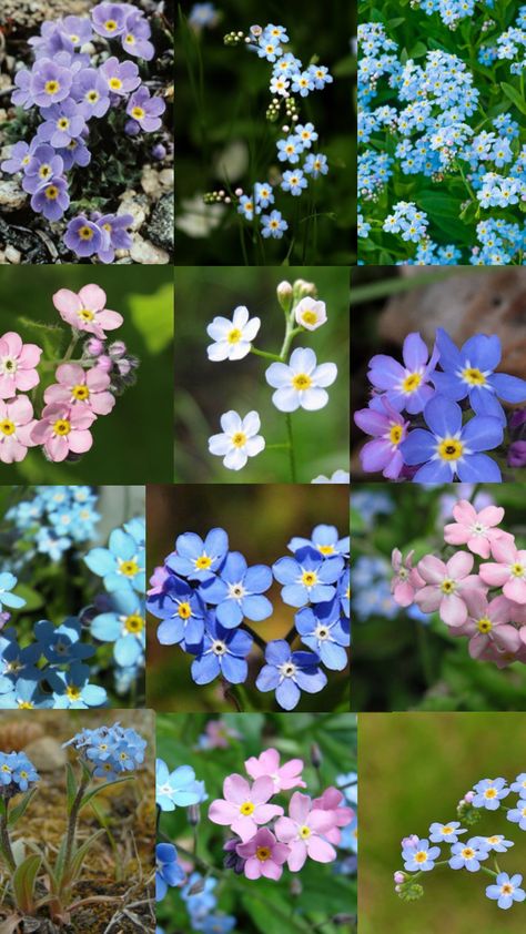 Alaska state flower forget me not Alaska Flowers, Alaska State Flower, Forget Me Not, I Tattoo, Alaska, Flowers