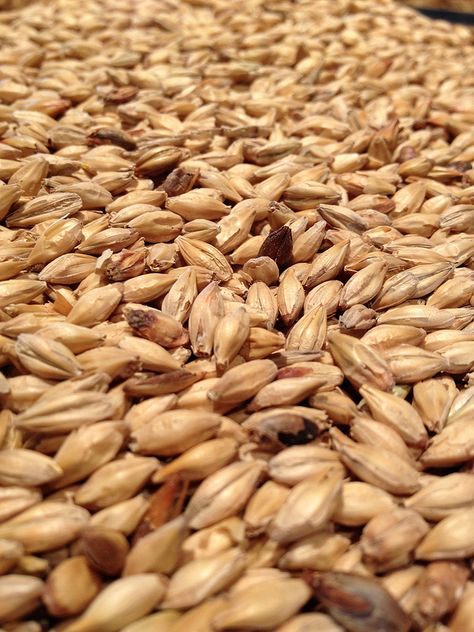 Barley Grain, Joker Pics, White Corn, Malted Barley, Green House, Barley, Fig, Amber, Stuffed Mushrooms