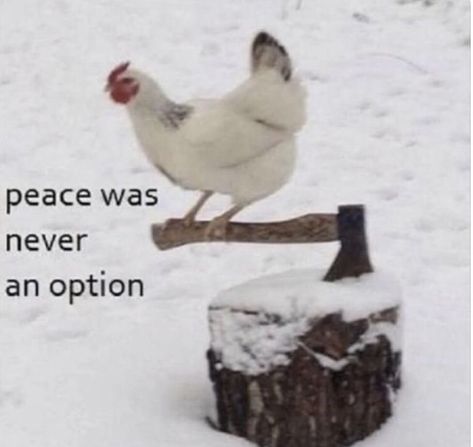 A Chicken, Chicken, Memes, Funny, White