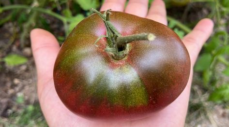 Cherokee Purple Tomato, Purple Tomatoes, Heirloom Tomato Plants, Heirloom Tomatoes Varieties, Tomatoes Garden, Tomato Disease, Tomato Problems, Purple Tomato, Tomato Varieties