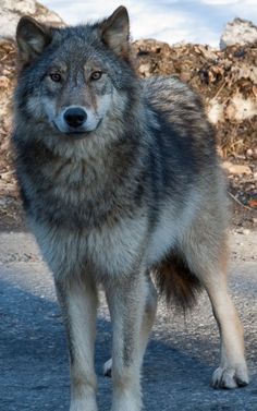 beautiful grey wolf Photo by Soren Hedberg, 2010. Cut Wolf, Wolf World, Wolf Images, Wolf Pup, Wolf Photos, Wolf Tattoo Design, Gray Wolf, Timber Wolf, Wolf Love