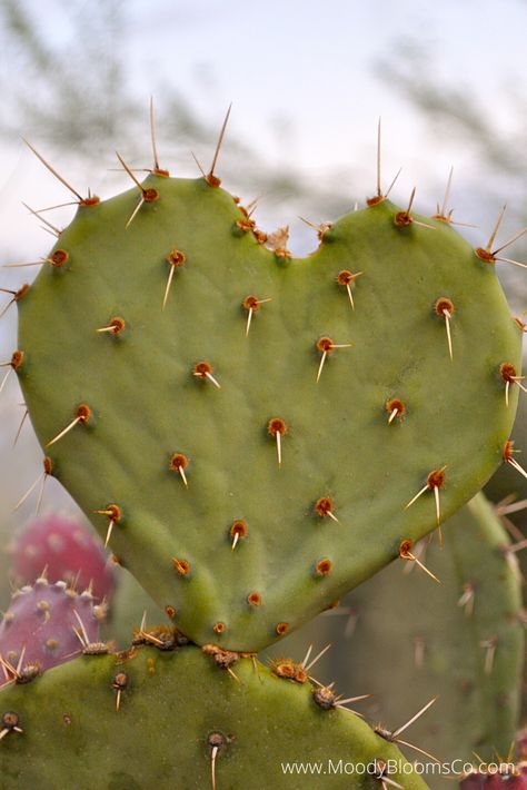 Cactus heart Cactus Heart, Heart Cactus, Cactus Sunset, Cactus Backgrounds, Nature Iphone Wallpaper, Bff Tattoos, Love Actually, Cactus Art, Cactus Garden