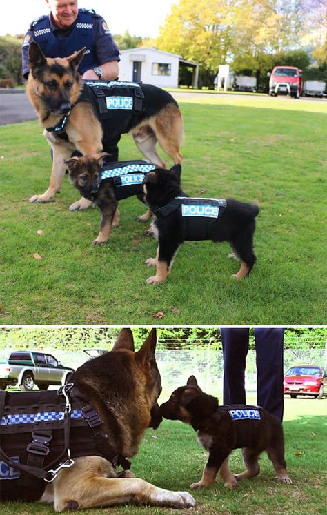 Police Dog Training, K9 Police Dogs, Cutest Animals On Earth, Dog Training School, Dog Behaviorist, Police Dog, Police K9, Russian Dolls, Police Dogs