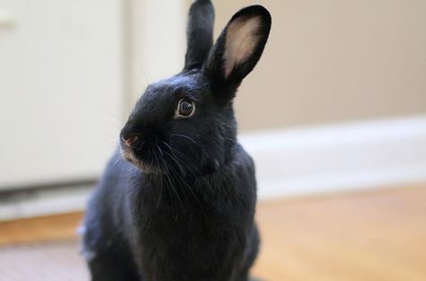 Havana rabbits are great show and pet bunnies who enjoy being free to roam indoors. Havana Bunny, Bunny Pets, Havana Rabbit, Holland Lop Rabbit, Pet Bunnies, Pet Rabbit Care, Lop Rabbit, Young Rabbit, Somebunny Loves You