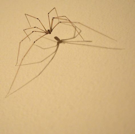 Daddy Long Legs Spider Legs Drawing Reference, Spider Legs Art, Spider Photography Nature, Daddy Long Legs Drawing, Spider Legs Reference, Daddy Long Legs Spider Tattoo, Daddy Long Leg Tattoo, Realistic Spider Drawing, Spider Legs Drawing