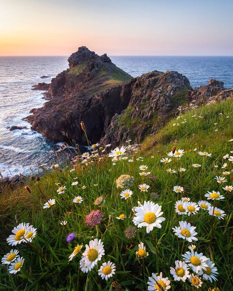 Aaron Jenkin | Cornwall - UK on Instagram: “Spring is officially just 3 days away! And I'm looking forward to enjoying some warmer days on the Cornish coast. ☀️🌊 Where's your…” Cornish Coast, Cornwall England, British Art, Wild Flower, Looking Forward, Wonderful Time, Beautiful Beaches, Cornwall, Wild Flowers