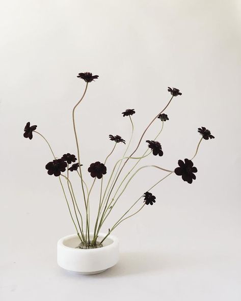 wedding flowers Studio Mondine, Zen Flower, Chocolate Cosmos, Ikebana Arrangements, Minimalist Flowers, Trendy Flowers, Flower Frog, Modern Flower, Arte Floral