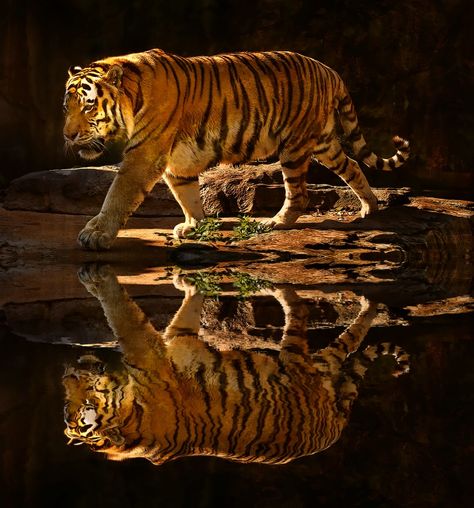 Tiger Reflecting Pool Tiger Reflection, Swimming Tiger, Tiger Pictures, Reflecting Pool, Online Photography, Photography Courses, A Tiger, A Wolf, Creative Photos