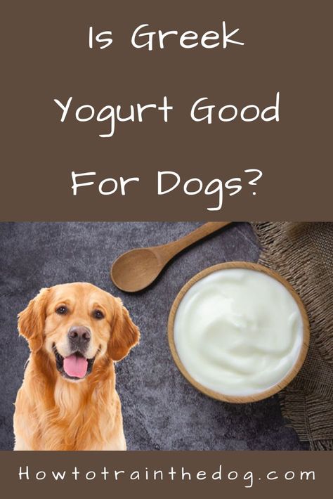 Read on as we unpack the topic of Greek yogurt and dogs. Some of the areas we’ll discuss include the benefits of Greek yogurt for dogs, possible side effects, and how best to administer the food to your pooch. Greek Yogurt For Dogs, Benefits Of Greek Yogurt, Yogurt For Dogs, Best Greek Yogurt, Yogurt Benefits, Eat Greek, Greek Yogurt Flavors, Healthy Greek Yogurt, Healthy Yogurt